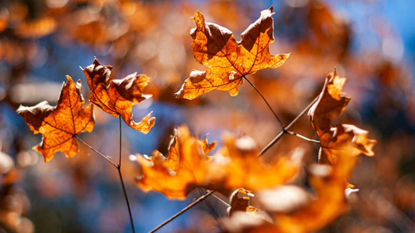 Fall Is Coming to Ocala: Here’s Why It’s the Perfect Time to Get Organized